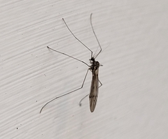 Trichocera