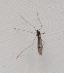 Trichocera