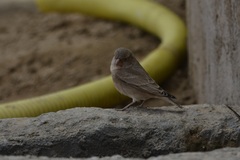 Bucanetes githagineus