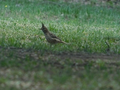 Coryphistera alaudina