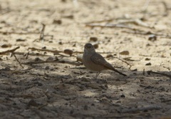 Ammomanes deserti