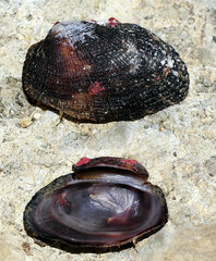Barbatia