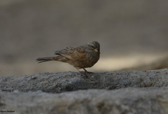 Emberiza sahari