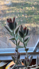 Kalanchoe tomentosa