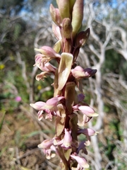 Satyrium bicorne × erectum