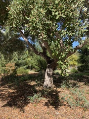 Quercus suber