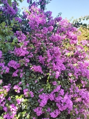 Bougainvillea glabra