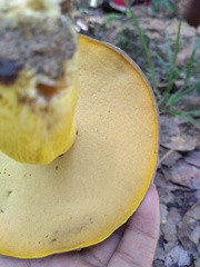 Boletus auripes