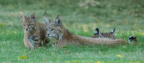 Western Bobcat photographed in Idaho