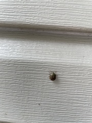 Diolcus chrysorrhoeus