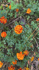 Tagetes erecta