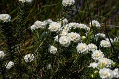 Lachnaea densiflora