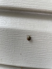 Diolcus chrysorrhoeus