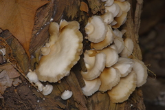 Crepidotus