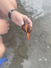 Triplofusus giganteus