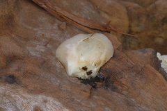 Crepidotus