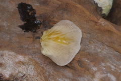 Crepidotus