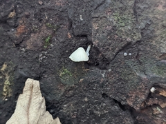 Mycena clavularis