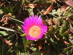 Carpobrotus