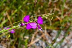 Polygala refracta