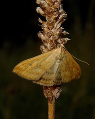 Sitochroa verticalis