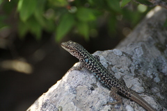 Podarcis siculus caporiaccoi