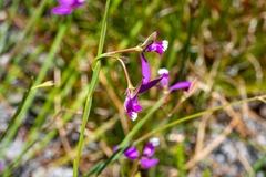 Polygala refracta