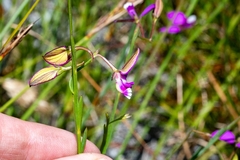 Polygala refracta