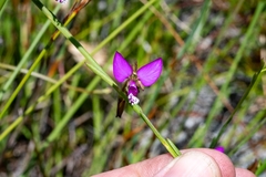 Polygala refracta