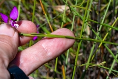 Polygala refracta