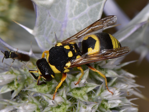 Euodynerus dantici Rossi, 1790