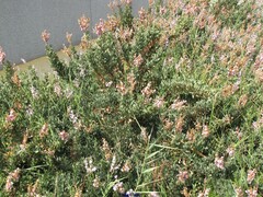 Limoniastrum monopetalum