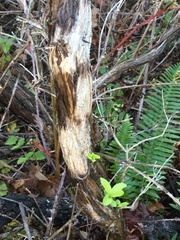 Oemleria cerasiformis