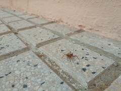 Rhynocoris erythropus