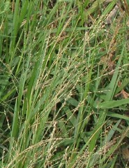 Panicum repens