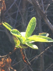 Oemleria cerasiformis