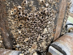 Balanomorpha