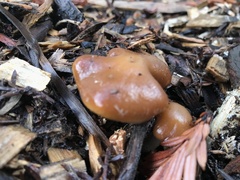 Psilocybe cyanescens