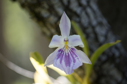 Miltonia spectabilis, photograph 3