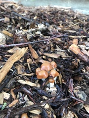 Psilocybe cyanescens
