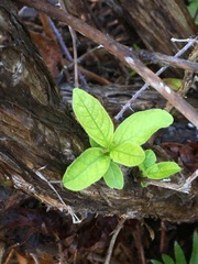 Oemleria cerasiformis