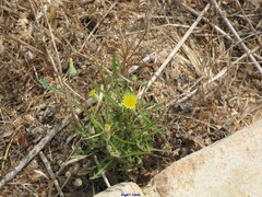 Sonchus maritimus