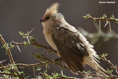 Urocolius macrourus