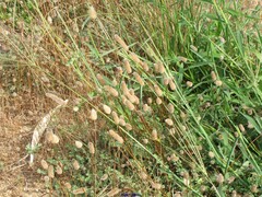 Plantago lagopus