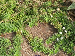 Iberis semperflorens