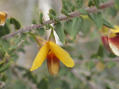 Bossiaea cinerea