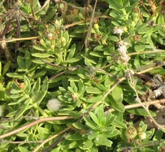 Iberis semperflorens