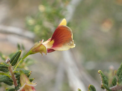 Bossiaea cinerea