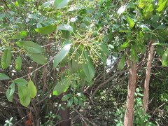 Photinia