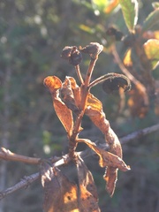 Oemleria cerasiformis